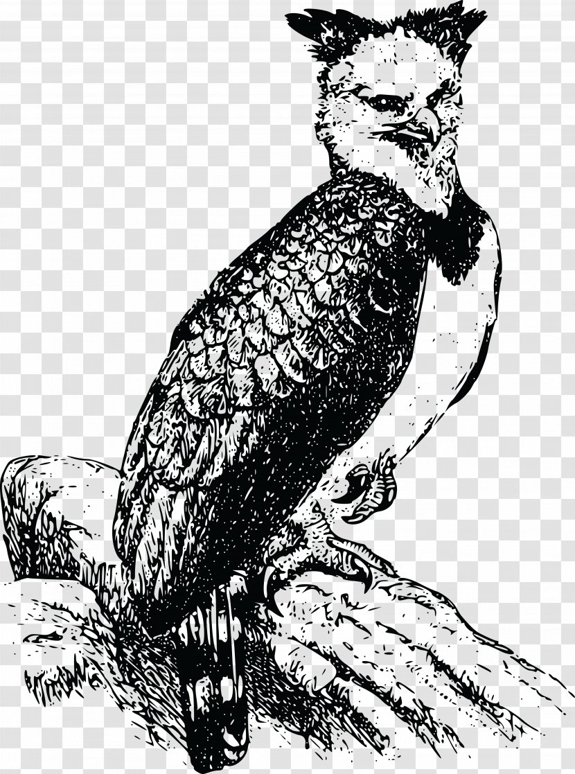 Bald Eagle Harpy Clip Art - Perched Raven Overlay Transparent PNG