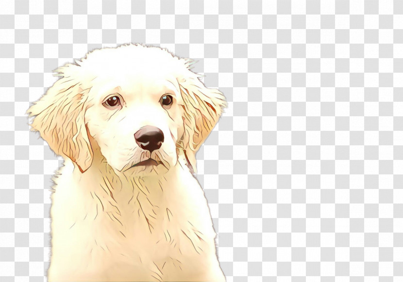 Dog Companion Dog Sporting Group Rare Breed (dog) Golden Retriever Transparent PNG
