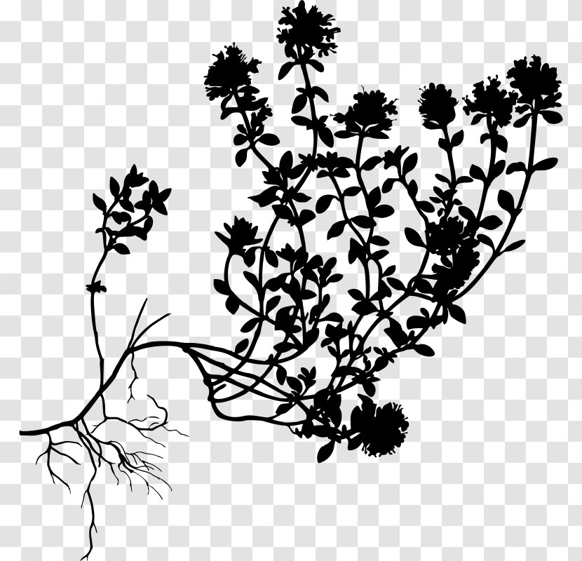 Drawing Of Family - Garden Thyme - Perennial Plant Herbaceous Transparent PNG
