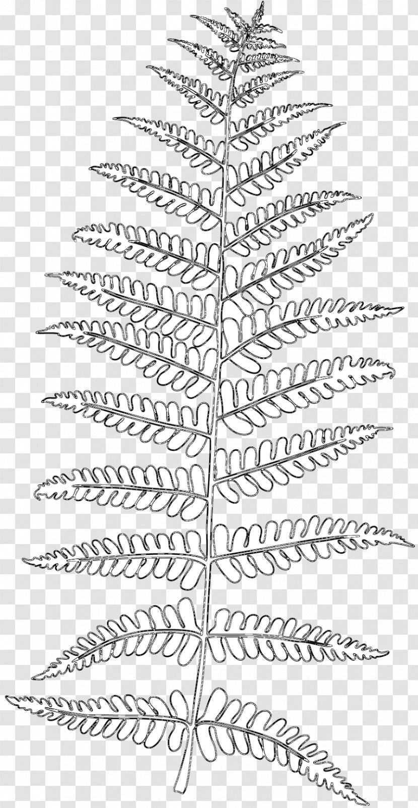 Illustration Vector Graphics Frond Stock Photography - Leaf Transparent PNG