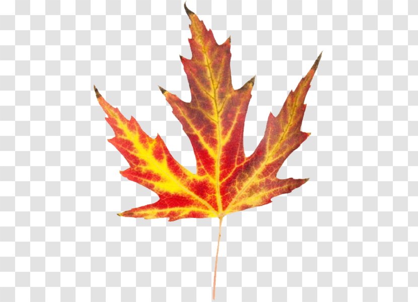 Autumn Leaf Color Clip Art - Maple Tree Transparent PNG