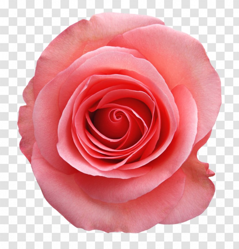 Cabbage Rose Flower Garden Roses Family Transparent PNG