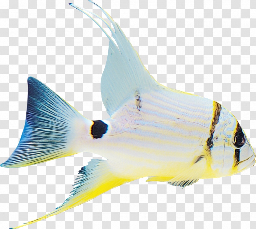 Fish Fish Fin Coral Reef Fish Butterflyfish Transparent PNG