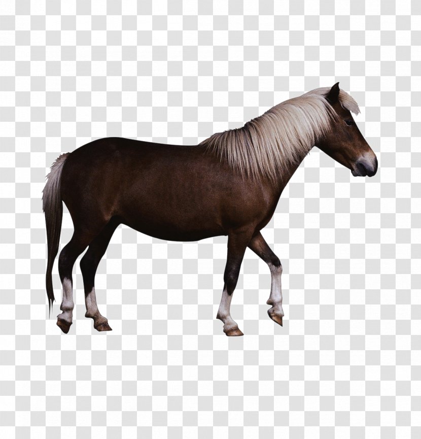 Friesian Horse Georgian Grande Fell Pony Foal - Equus - Brown Physical Map Transparent PNG