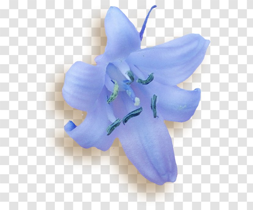 Bellflower Moth Orchids Lily M - Violet - Blue Transparent PNG