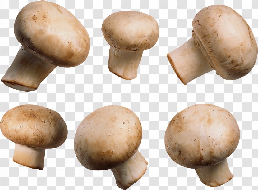 Common Mushroom Shiitake - Agaric - Image Transparent PNG