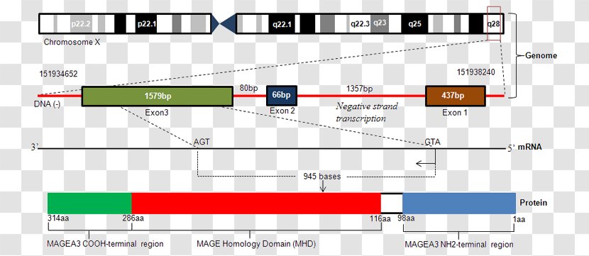 Melanoma-associated Antigen MAGEA3 Cancer/testis Antigens Gene - Family - Variant Cancer Cell Transparent PNG