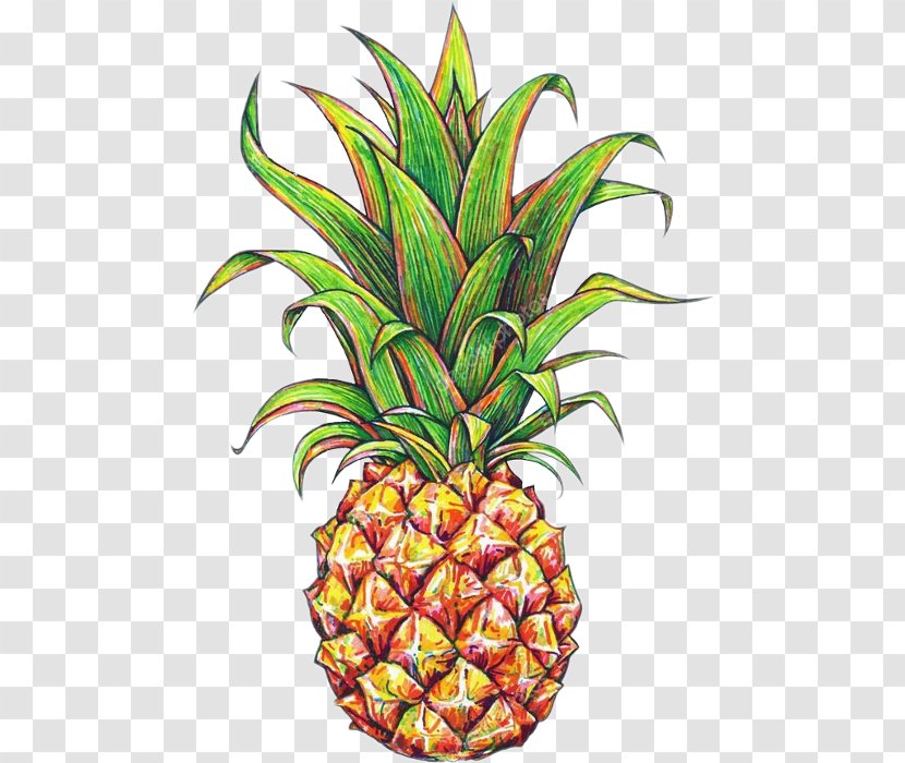 Pineapple Drawing Tropical Fruit Transparent PNG