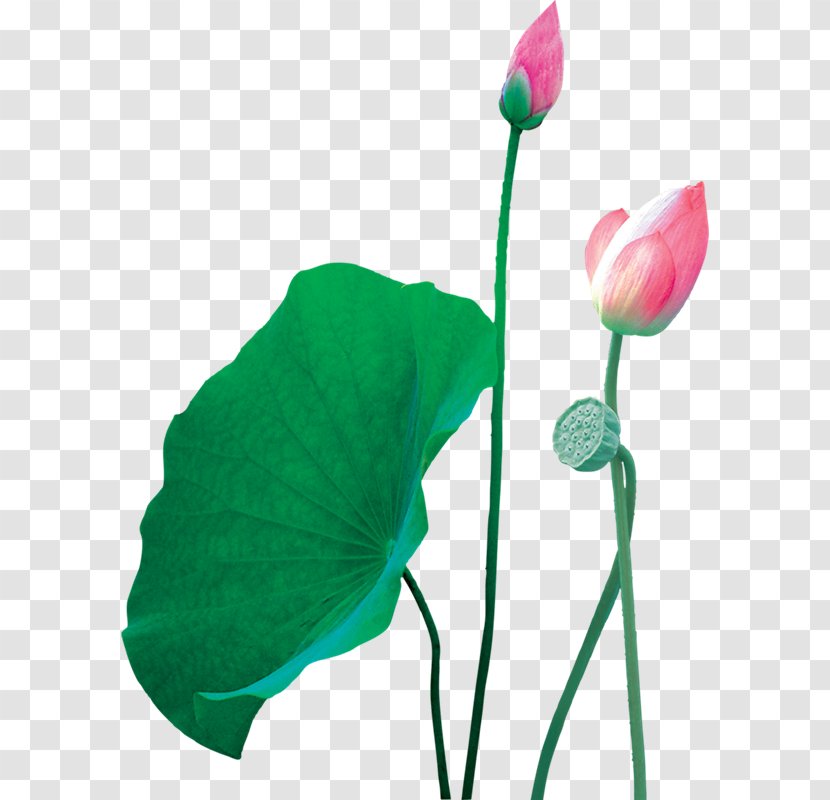 Nelumbo Nucifera Transparency And Translucency Lotus Effect - Plant Stem - Beautiful Lotus,Great Fresh Transparent PNG