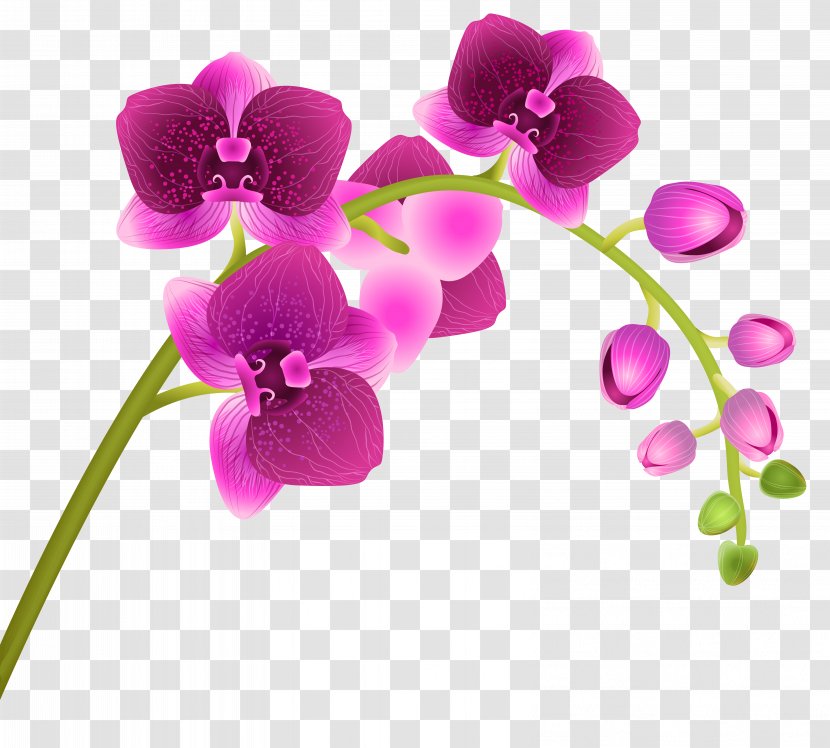 Orchids Flower Clip Art - Floral Design - Orchid Transparent Image Transparent PNG