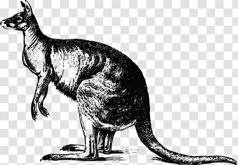 Kangaroo T-shirt Drawing Marsupial Koala - Wildlife - Cartoon Transparent PNG