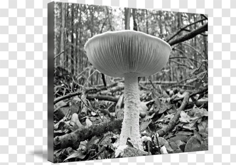 Pleurotus Eryngii Agaricaceae Mushroom - Oyster Transparent PNG