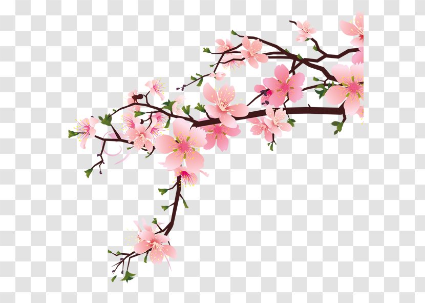 Peach - Branch - Twig Transparent PNG