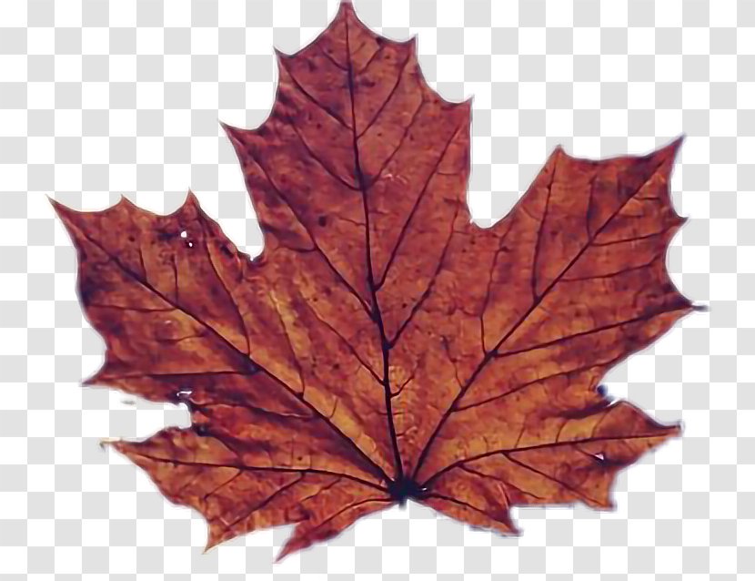 Red Maple Tree - Leaf - Soapberry Family Black Oak Transparent PNG
