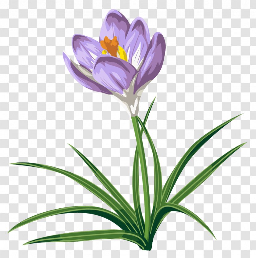 Crocus Speciosus Autumn Clip Art - Color - Clipart Picture Transparent PNG