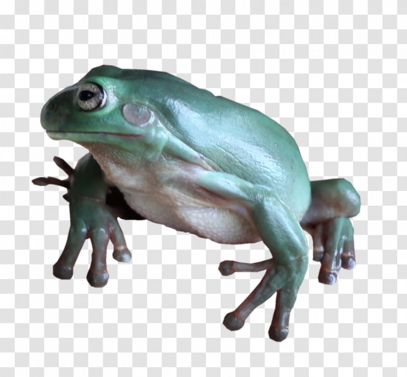 True Frog Tree Amphibians Toad - Amphibian Transparent PNG