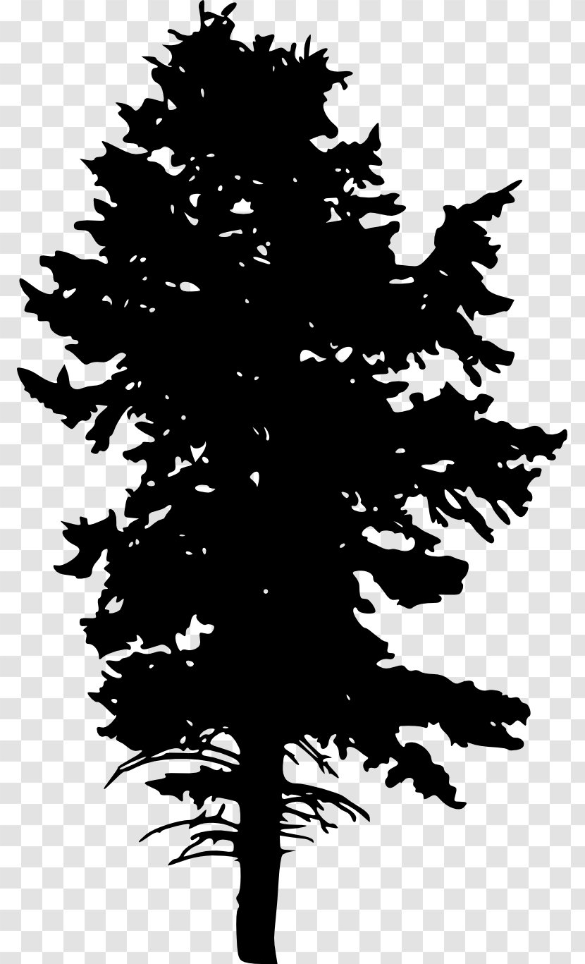 Image Silhouette Blue Spruce Clip Art - Lodgepole Pine - Sycamore Tree Black And White Transparent PNG
