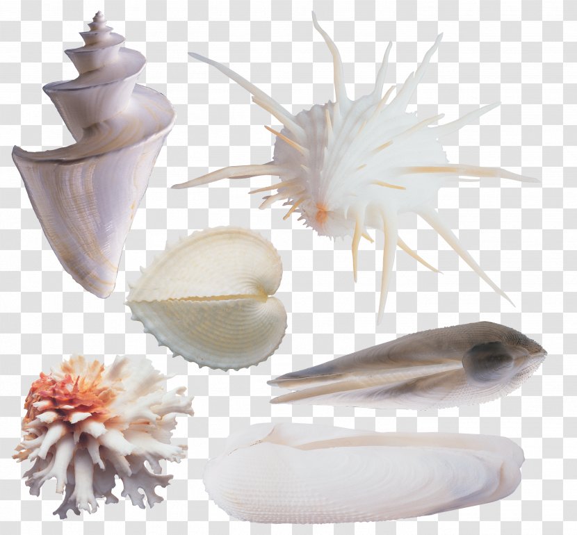 Seashell Sea Snail Clip Art - Various Conch Transparent PNG