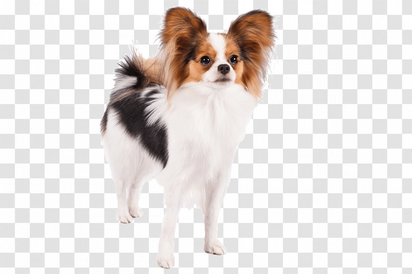 Papillon Dog Jack Russell Terrier Pug German Shepherd Maltese Transparent PNG