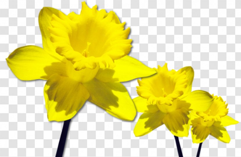 Clip Art - Image Resolution - Daffodils Transparent PNG