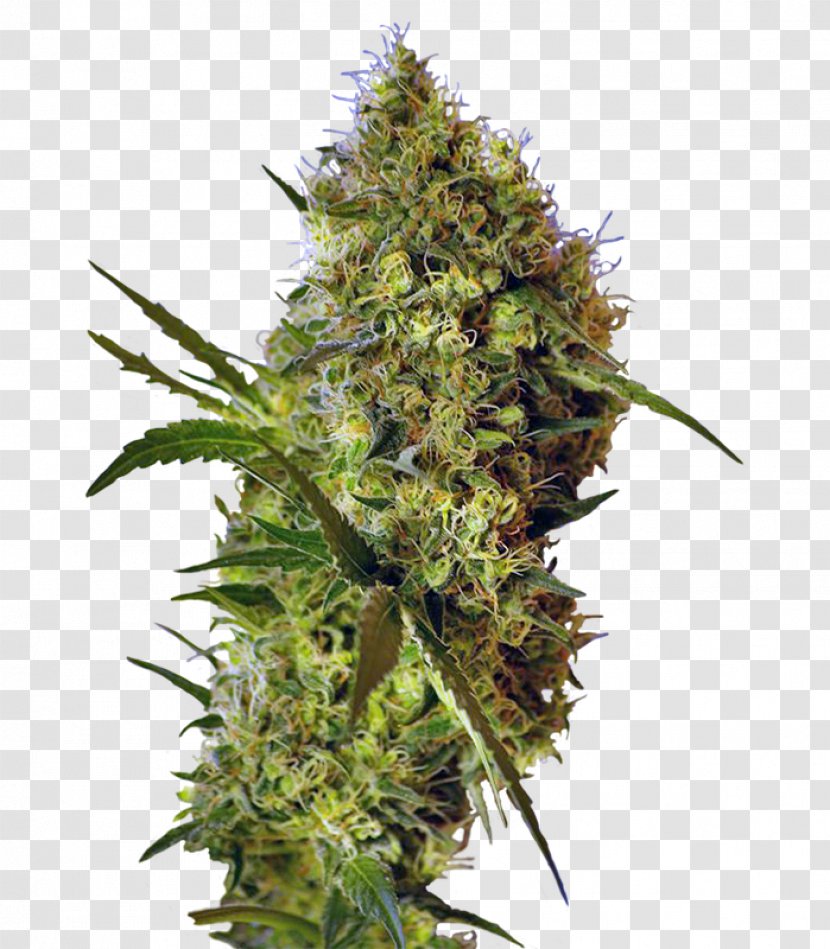 Autoflowering Cannabis Genetics Devil Seed Hybrid - Cones Transparent PNG