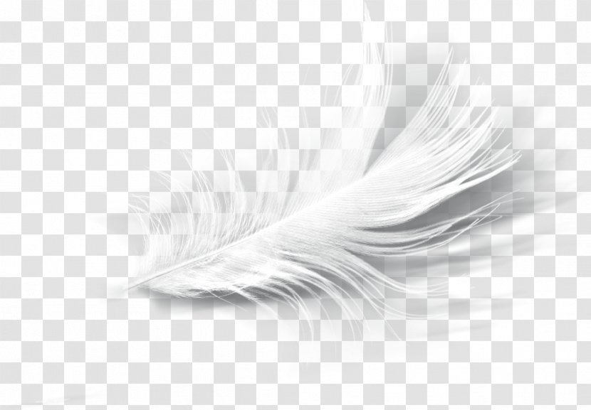 White Feather Eyelash - Monochrome Transparent PNG