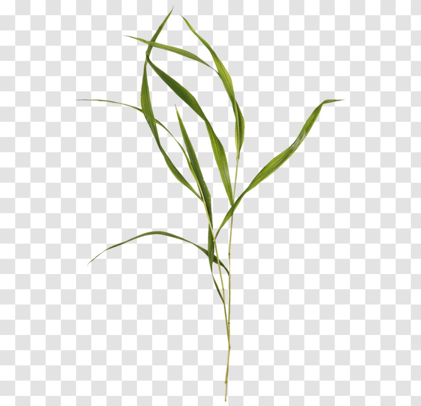 Clip Art Drawing Image Plants - Grass Family - Melaleuca Narrow Leaved Transparent PNG