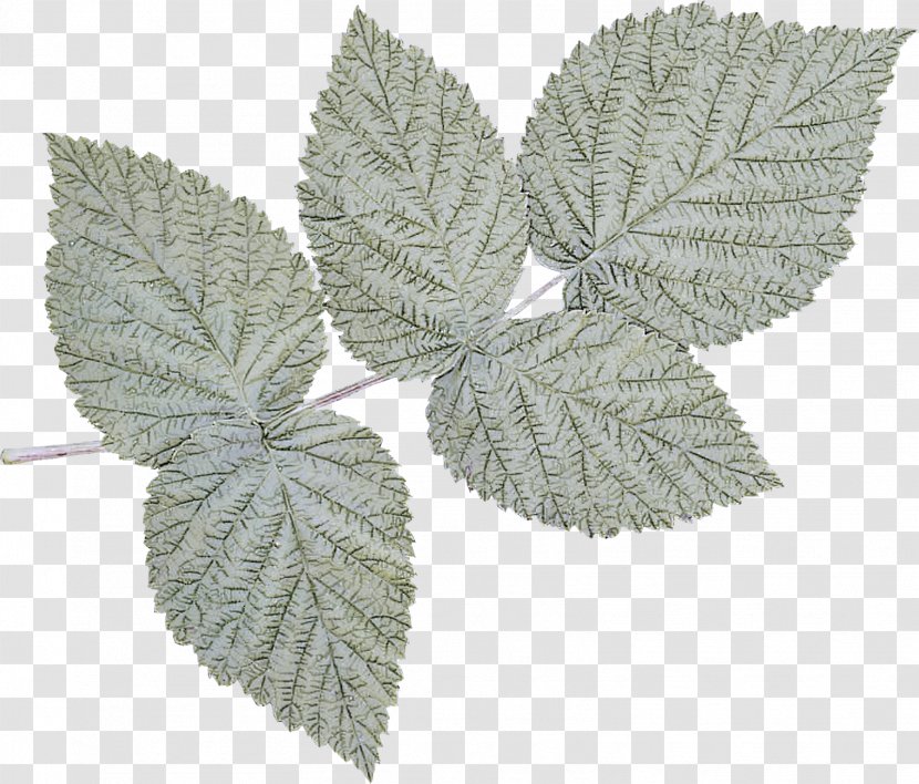 Leaf Slippery Elm Plant Flower Tree - Nettle Family Blackandwhite Transparent PNG