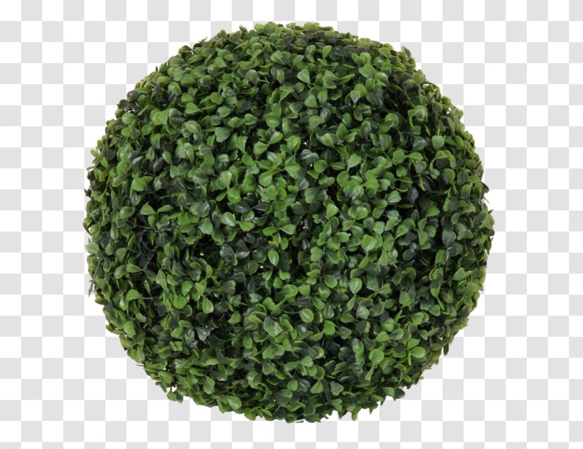 Topiary Buxus Sempervirens Plant Shrub Flowerpot Transparent PNG