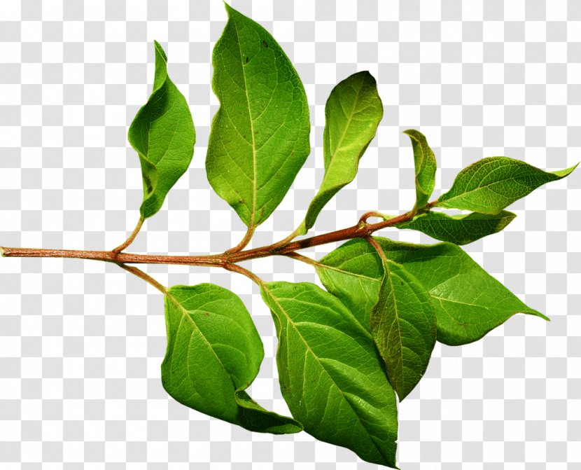 Green Leaves - Tree - Image Resolution Transparent PNG