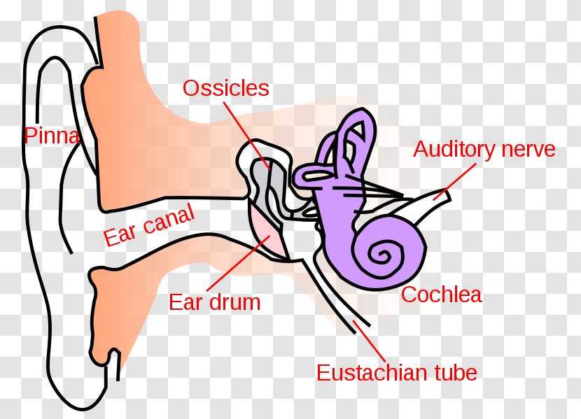 Ear Canal Outer Earwax Middle - Tree Transparent PNG