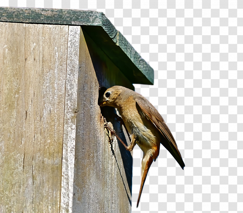 Hawk Falcon Beak Nest Box Transparent PNG