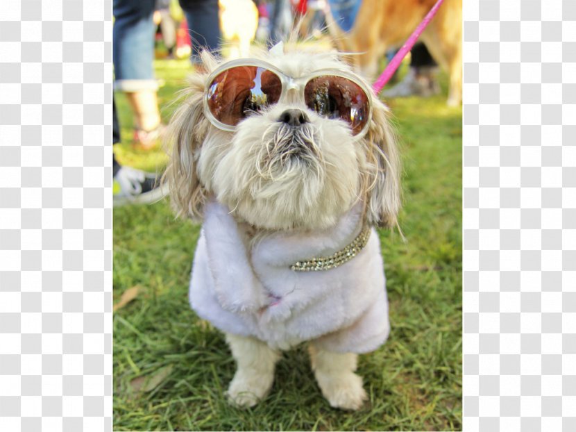 Shih Tzu Lhasa Apso Puppy Dog Breed Grooming - Companion Transparent PNG