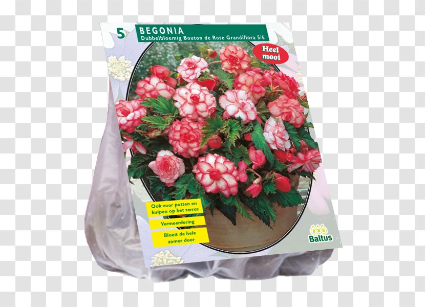 Garden Roses Bulb Bolgewas Tuberous Begonias Hyacinth - Flora Transparent PNG