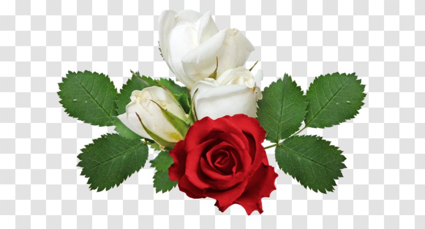 Rose - Garden Roses - Image Resolution Transparent PNG