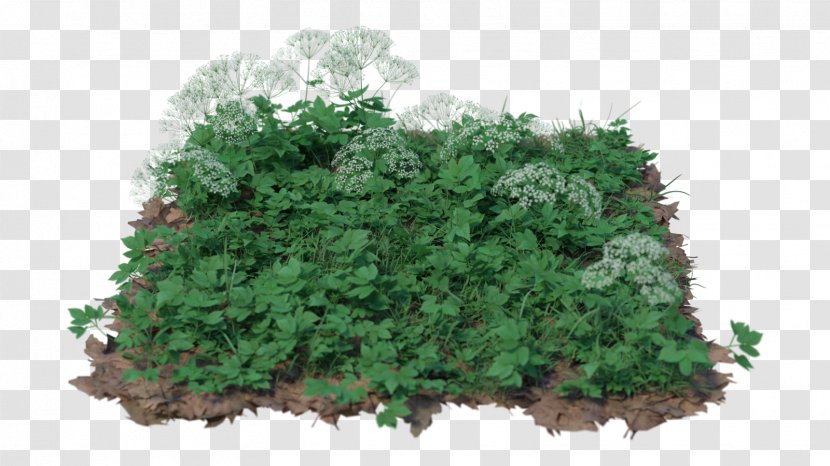TinyPic Tree Evergreen Desktop Wallpaper - Flower - Elder Transparent PNG