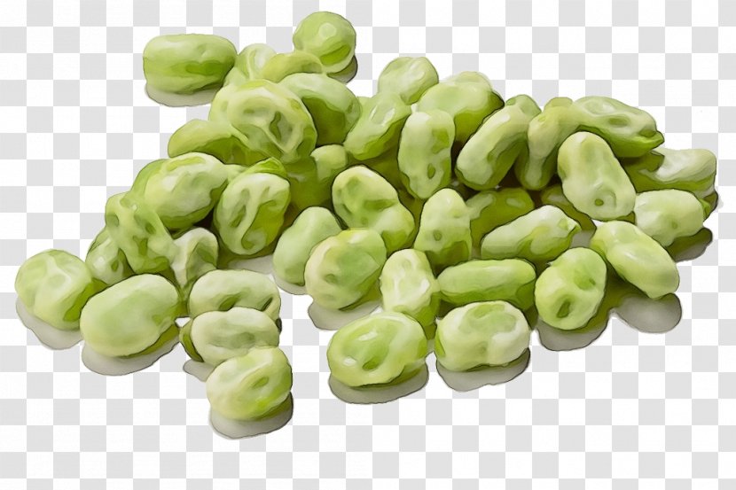 Food Plant Broad Bean Vegetable Ingredient - Watercolor - Lima Transparent PNG