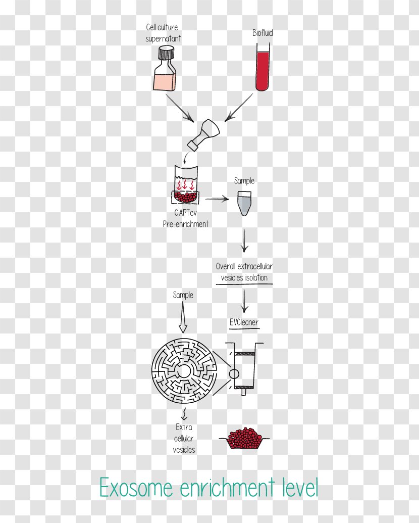 Exosome MicroRNA Cell Culture Vesicle Biomarker - Keyword Research - Microrna Transparent PNG