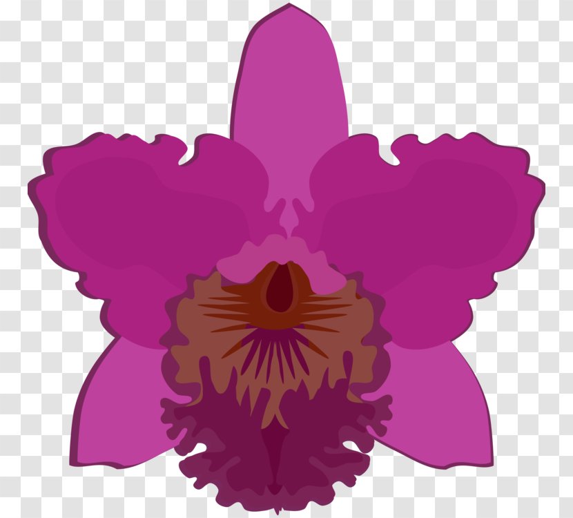 Flowering Plant Plants Cattleya Bicolor Dendrobium Dancing-lady Orchid - Petal Pink Transparent PNG