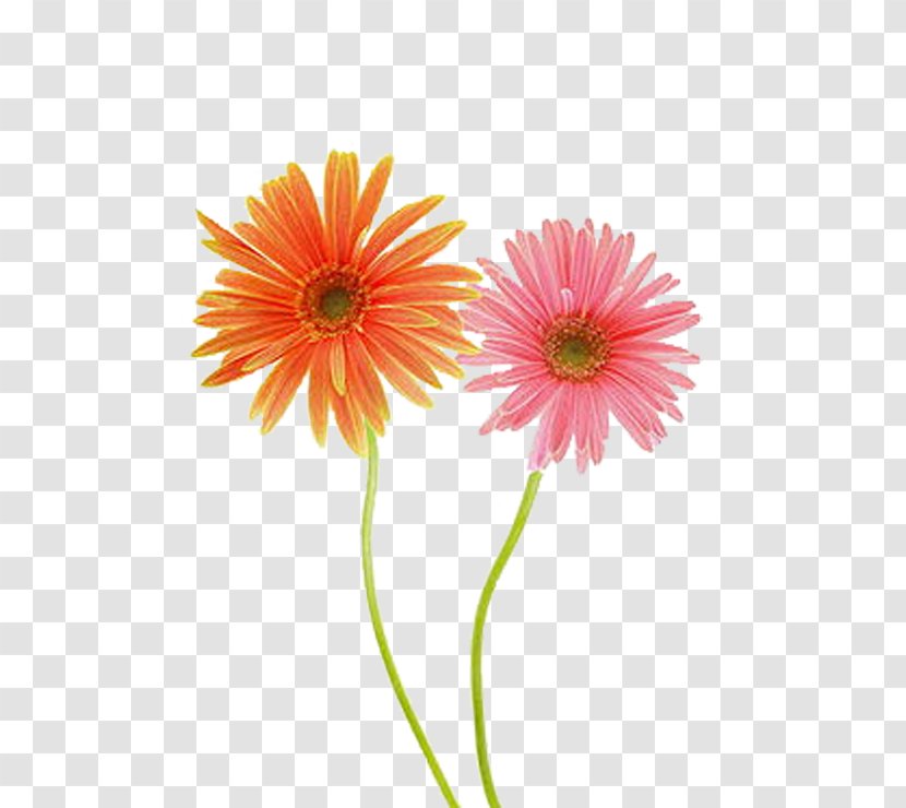 Common Daisy Gerbera Jamesonii Chrysanthemum Flower - Pair Of Engaging Love Transparent PNG