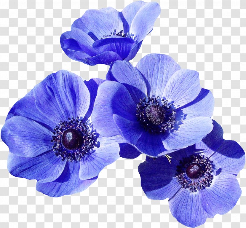Blue Flower Petal Purple Violet - Delphinium Cut Flowers Transparent PNG