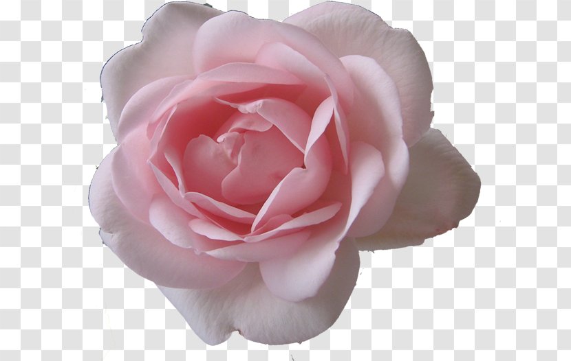 Garden Roses Cabbage Rose Floribunda Japanese Camellia Cut Flowers - Lomi Transparent PNG
