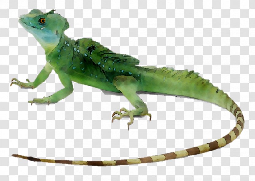 Lizard Reptile Plumed Basilisk Common Green Iguana - Casquehead Lizards - Tail Transparent PNG