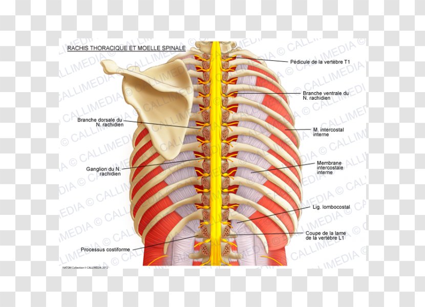 Intercostal Nerves Vertebral Column Spinal Cord Thoracic Vertebrae - Silhouette - Watercolor Transparent PNG