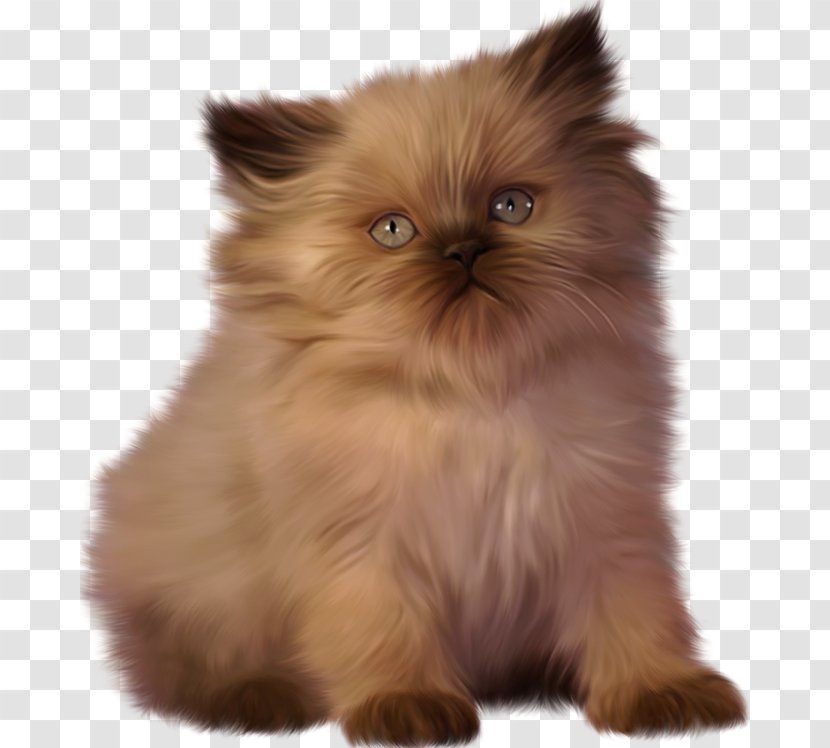 Kitten Ragdoll Persian Cat Clip Art Transparent PNG