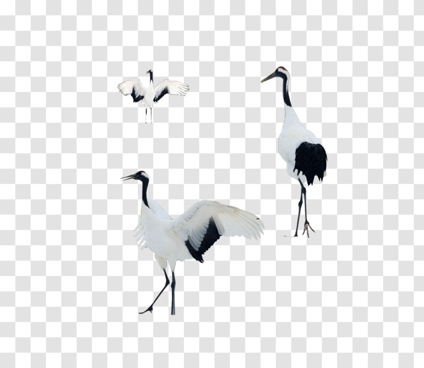Bird Goose - Crane - Standing Transparent PNG