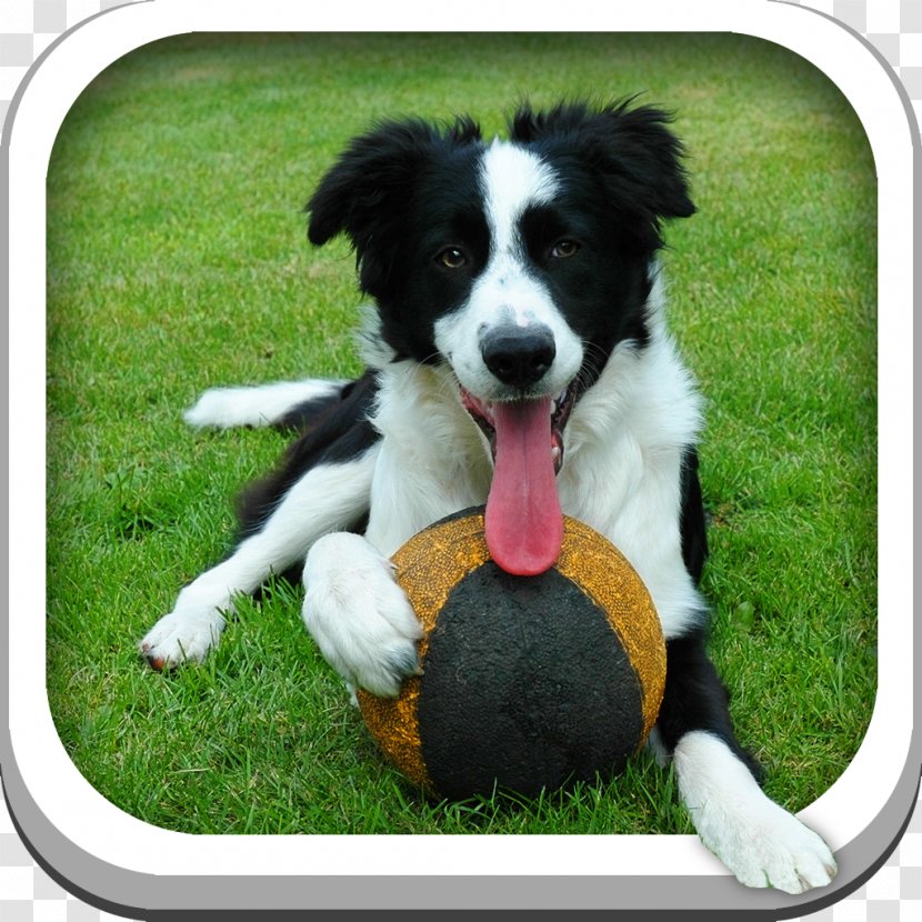 Border Collie Rough Beagle Puppy Boxer - Dog Breed Group Transparent PNG