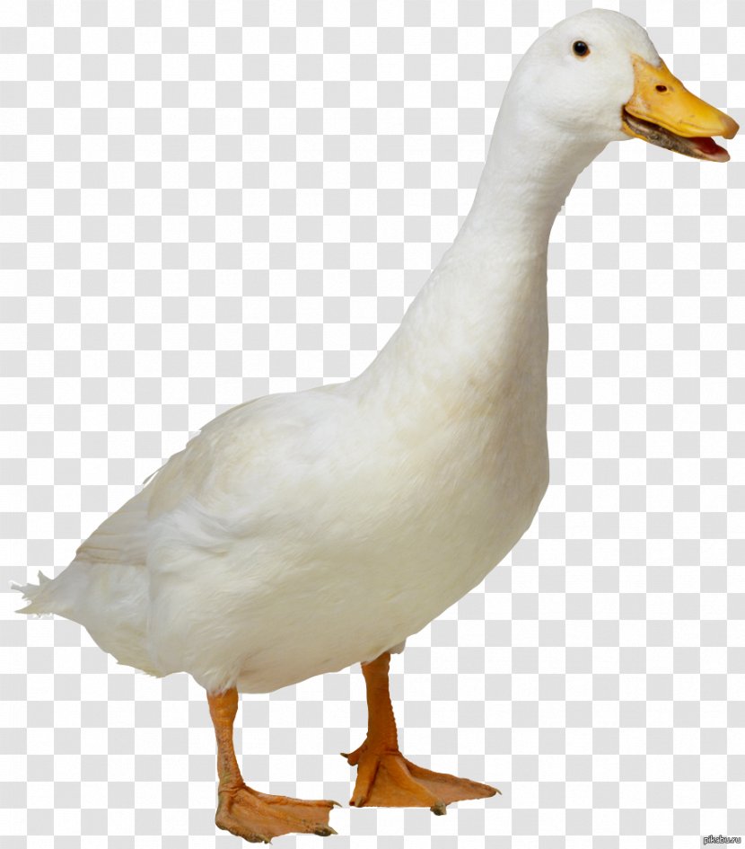 Indian Runner Duck Platypus Goose Bird Transparent PNG