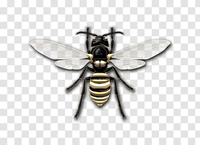 True Bugs - Gold Accent Transparent PNG