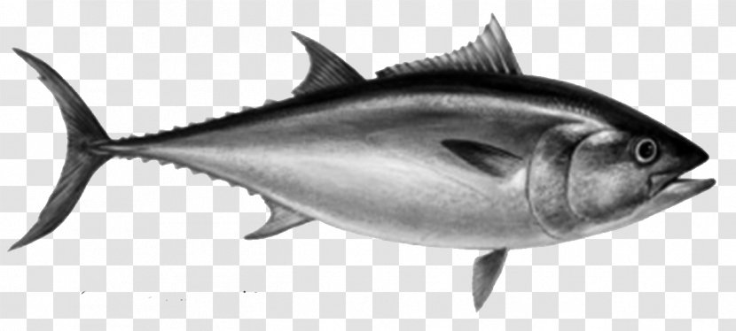Thunnus Atlantic Bluefin Tuna Fishing Sushi - Milkfish - Fish Transparent PNG